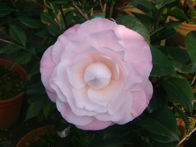 ȸ������