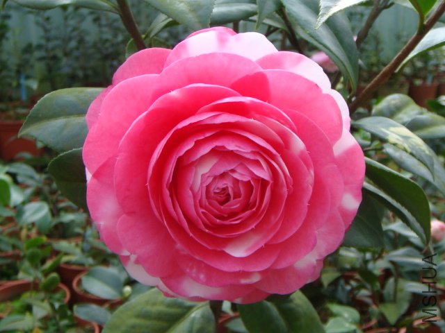 �����z�����[녲�]