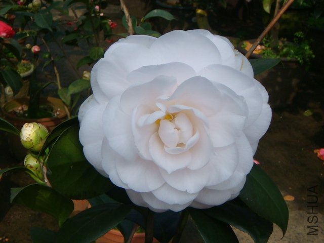 ��ˮ��[����ˮ��