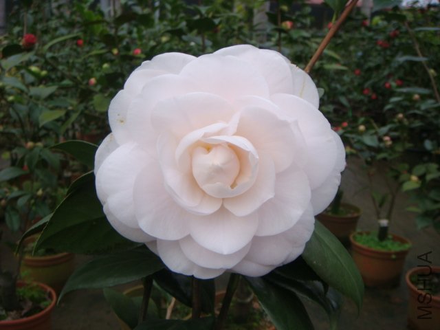 ��ˮ��[����ˮ��]