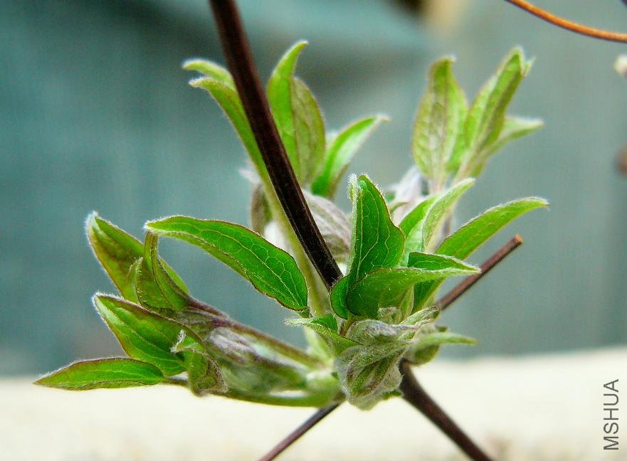 clematis