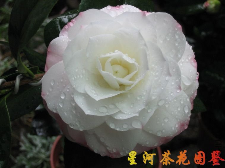 10123012522b0658f882920d0d[1].jpg