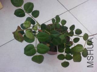 ��Ƭ-0012_e1.jpg