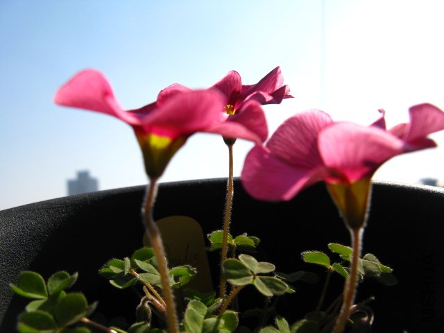 ����Oxalis Moeran