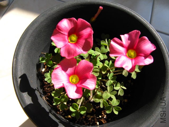 Oxalis Moeran