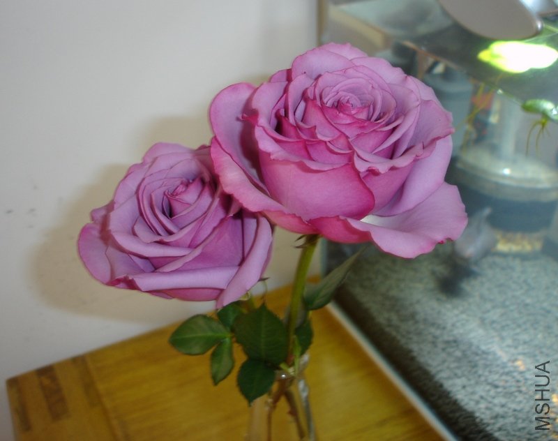 DSC04542.JPG