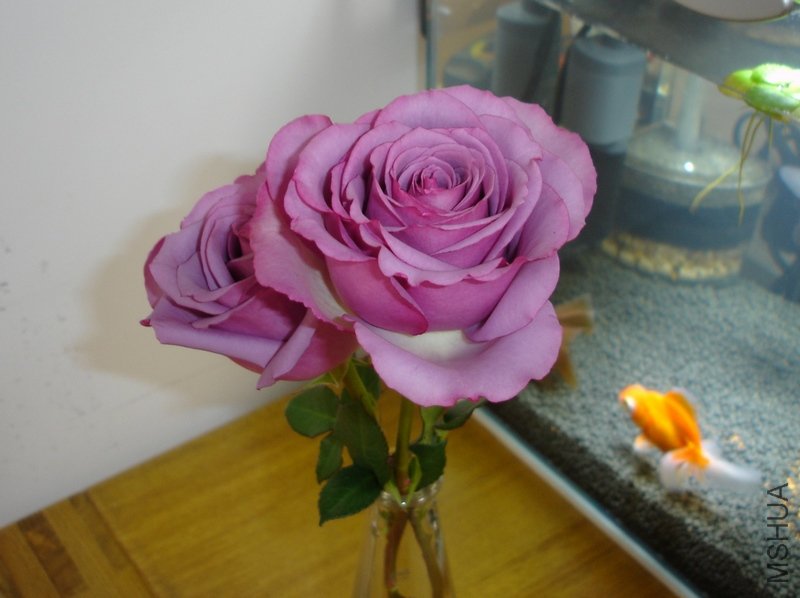 DSC04547.JPG
