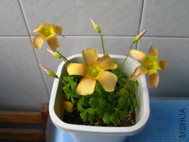 ��һ��OBϵ�е�~