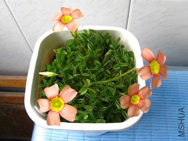 �����������ɫ����һ��