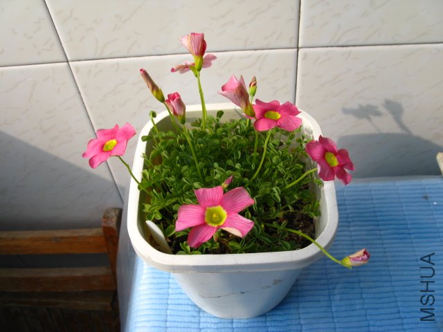 ĳ��High pink