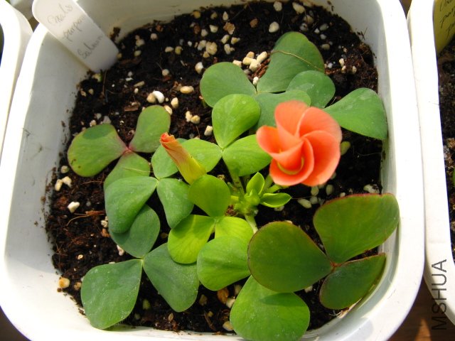 չ�������ٺ�