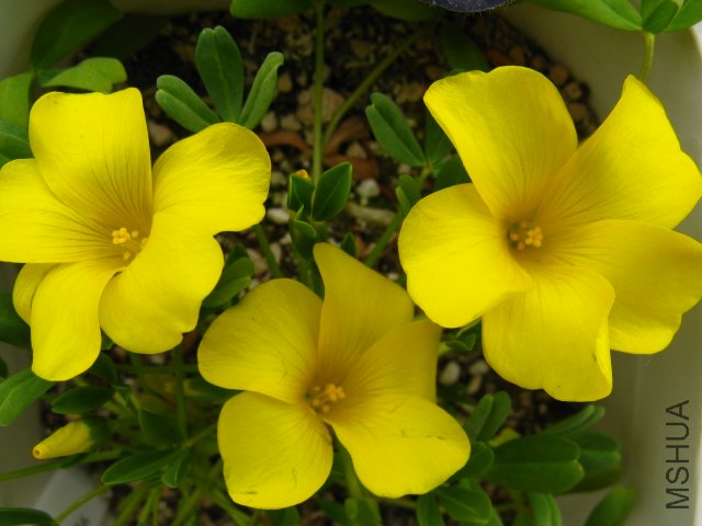 ���Ҳ�����ģ�����Ҷ�Ӻ�ϡ��~