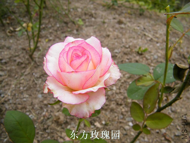DSCF5493.jpg