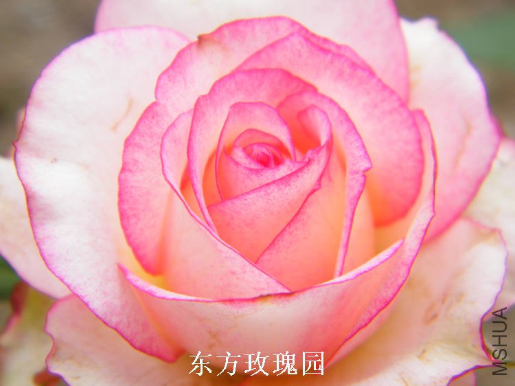 DSCF5500.jpg