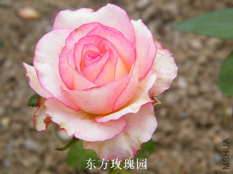 DSCF5498.jpg