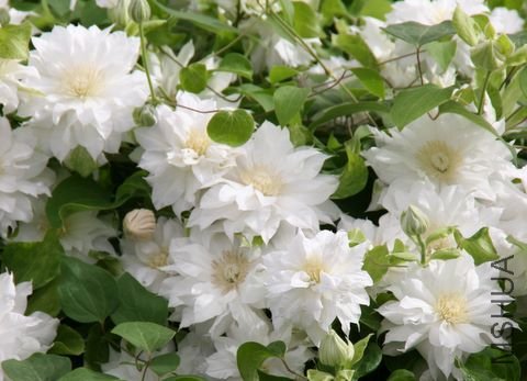 Clematis Arctic Queen.jpg