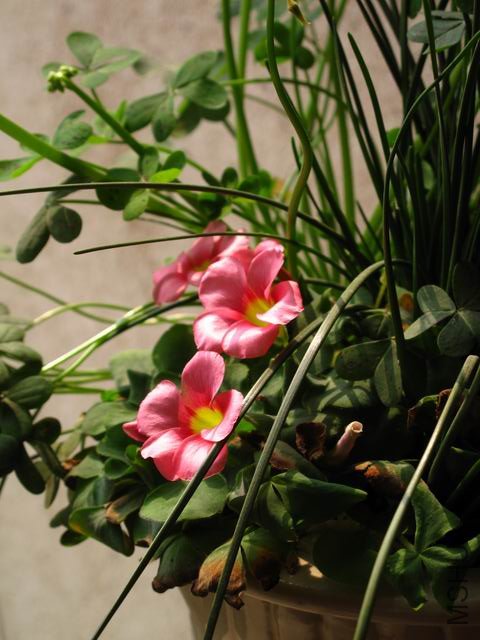 ������С IMG_0003.JPG