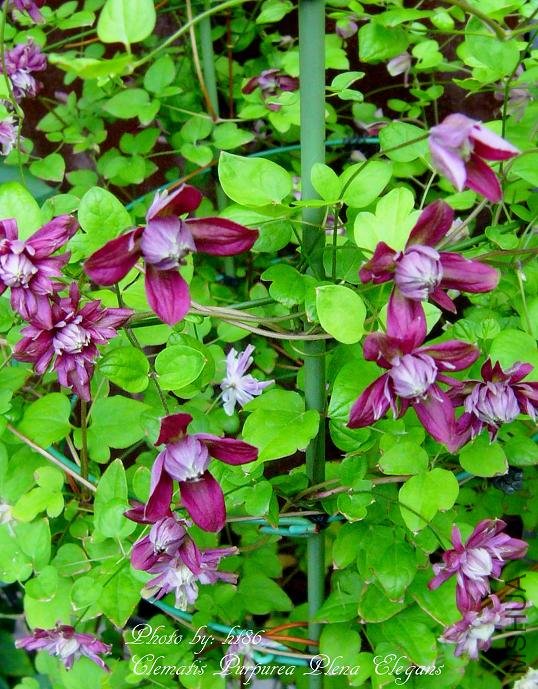 Purpurea Plena Elegans.jpg