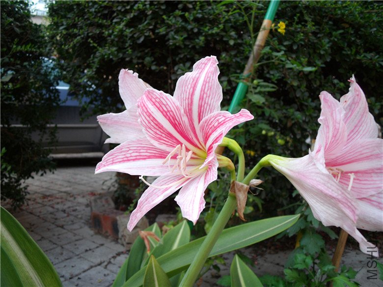 DSCF3356_����.jpg