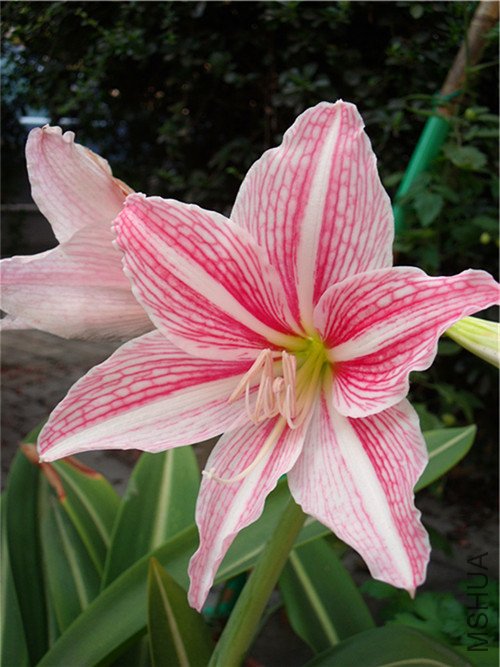 DSCF3357_����.jpg