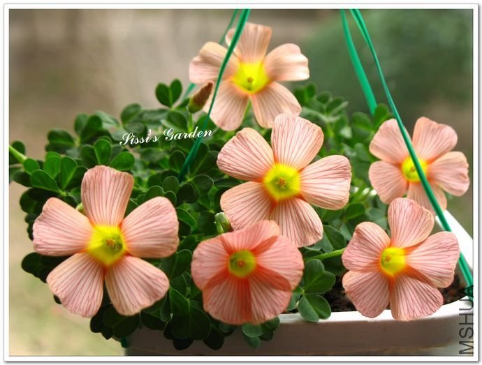 nEO_IMG_110227 014.jpg