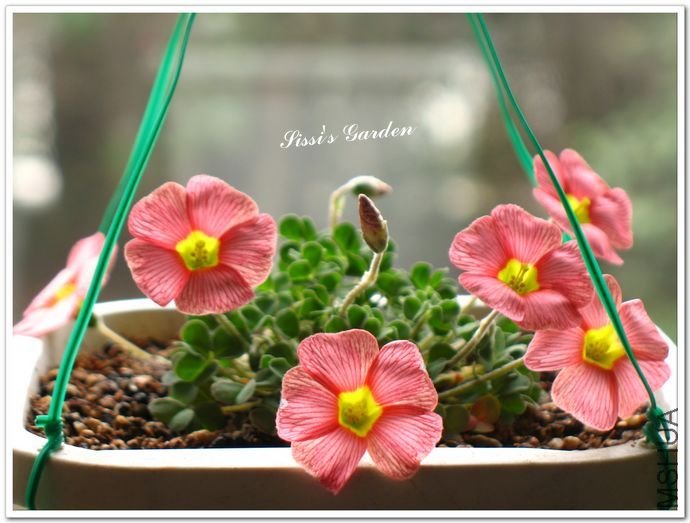 nEO_IMG_110227 033.jpg