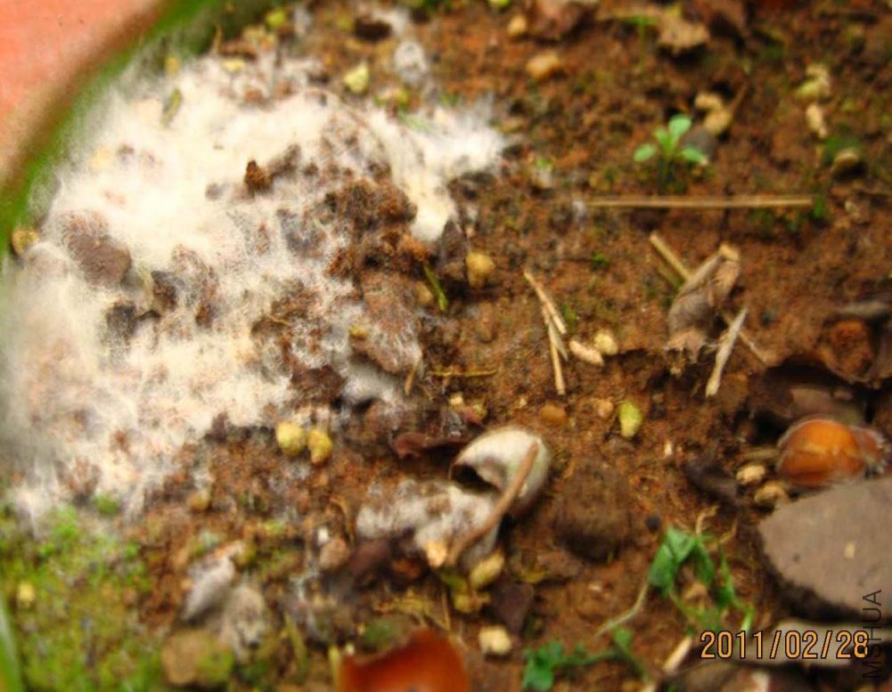 ��Ƭ11-2-28c 00111.jpg