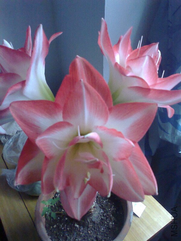 ��Ƭ0429.jpg
