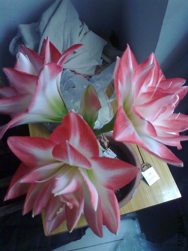 ��Ƭ0431.jpg
