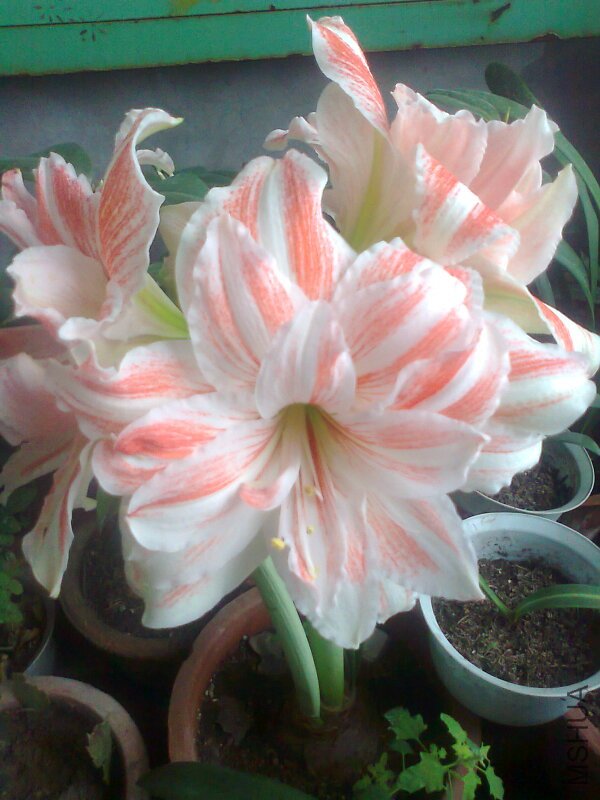 ��Ƭ0518.jpg