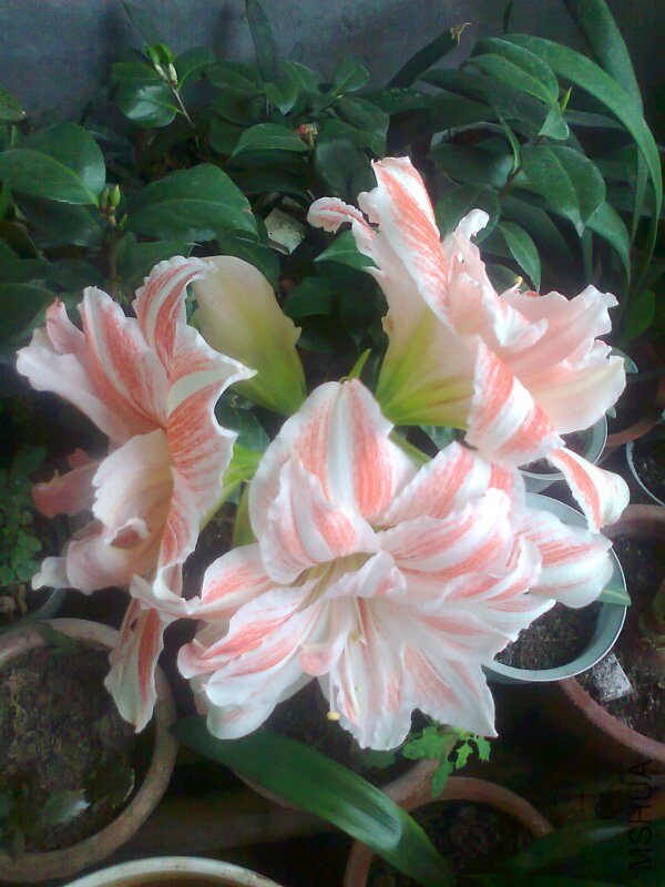 ��Ƭ0519.jpg