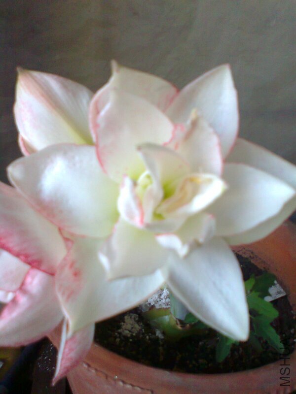 ��Ƭ0451.jpg