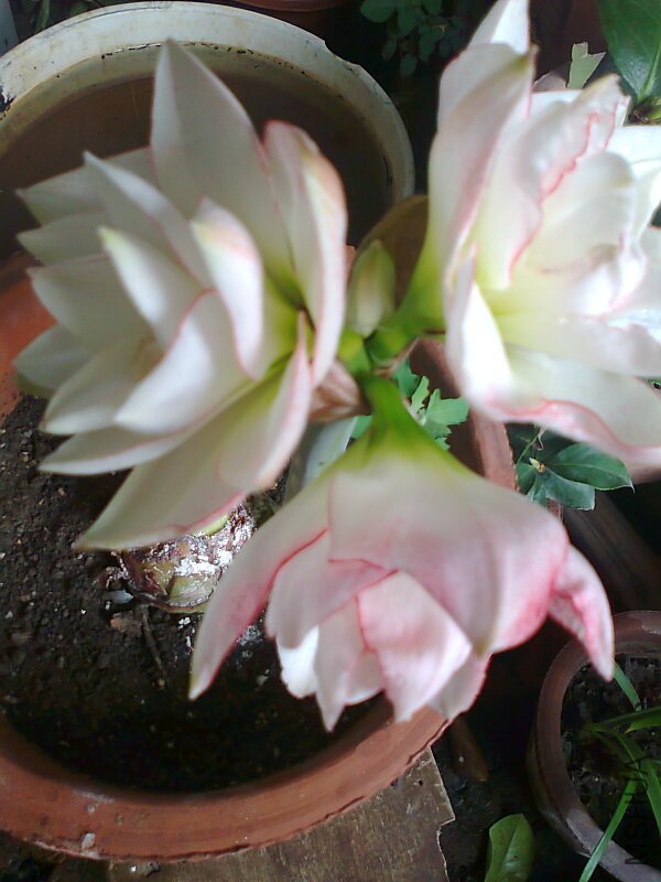 ��Ƭ0458.jpg