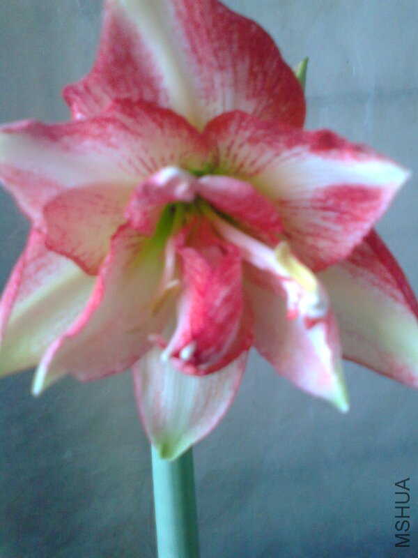 ��Ƭ0453.jpg