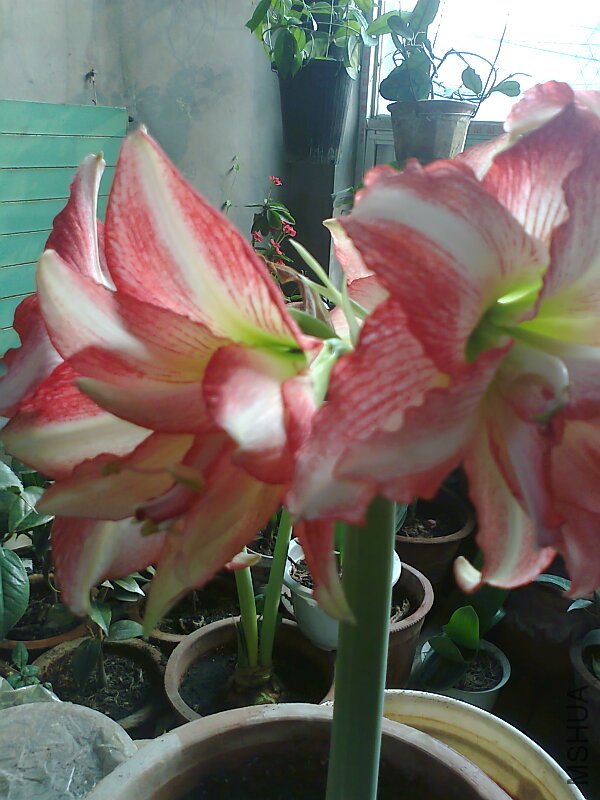 ��Ƭ0487.jpg