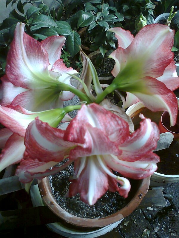 ��Ƭ0488.jpg