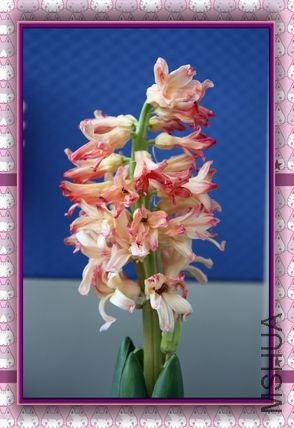 �е�����ļ�����Ů��