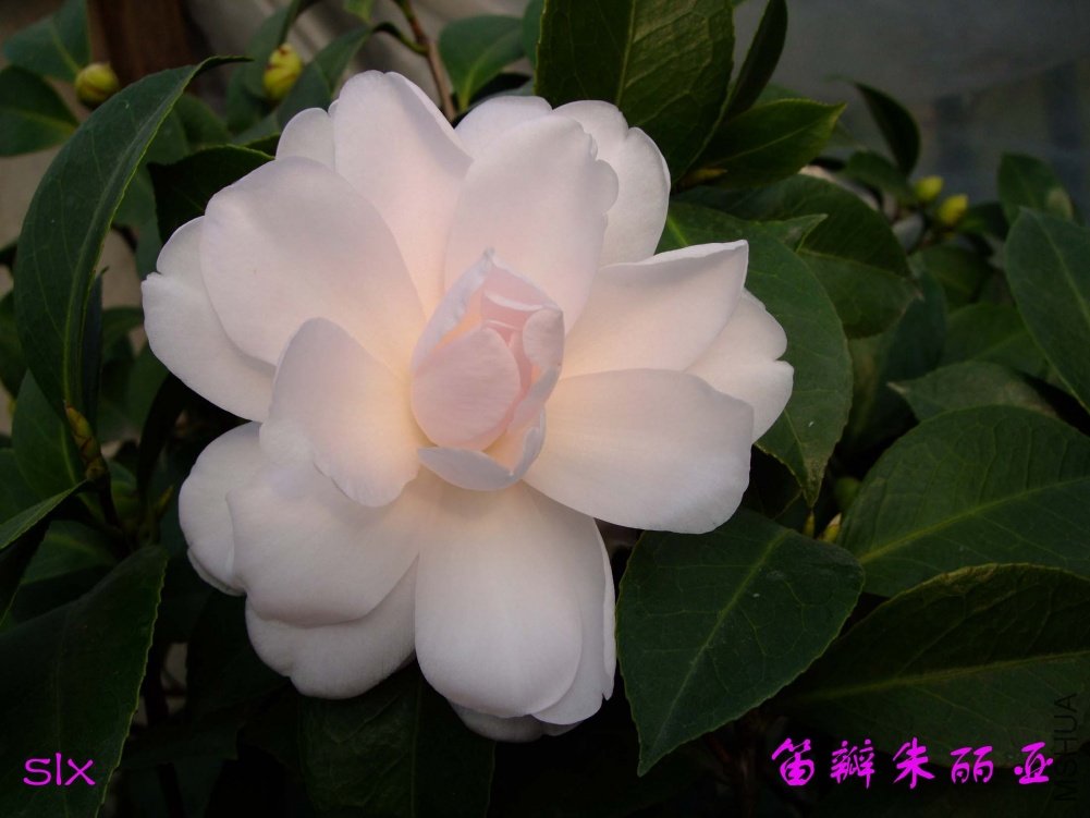 �Ѱ�������11-2-27f (8)1.jpg