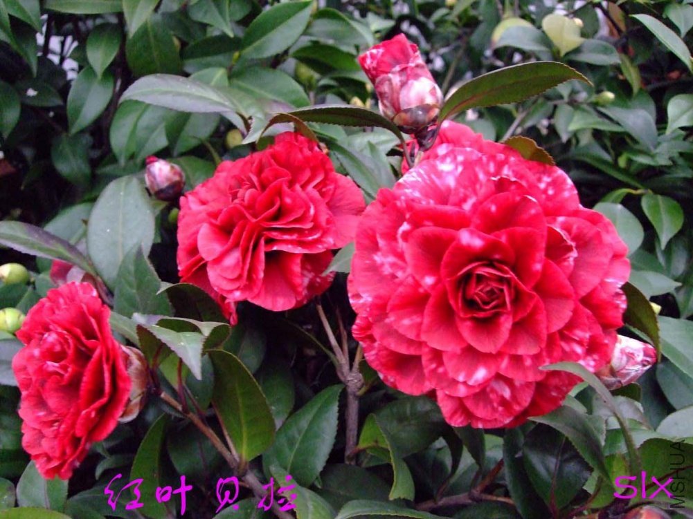 ��Ҷ����11-2-28f (2).jpg