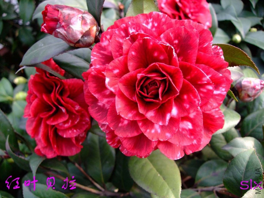 ��Ҷ����11-2-27f (22)1.jpg