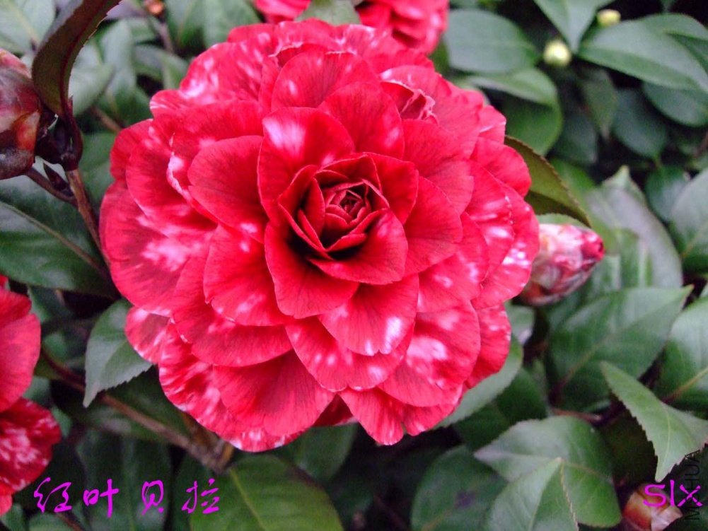 ��Ҷ����11-2-28f (3).jpg