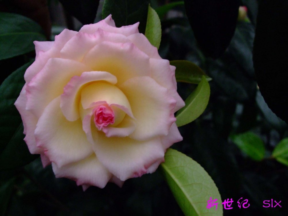 ������11-2-28f (2).jpg