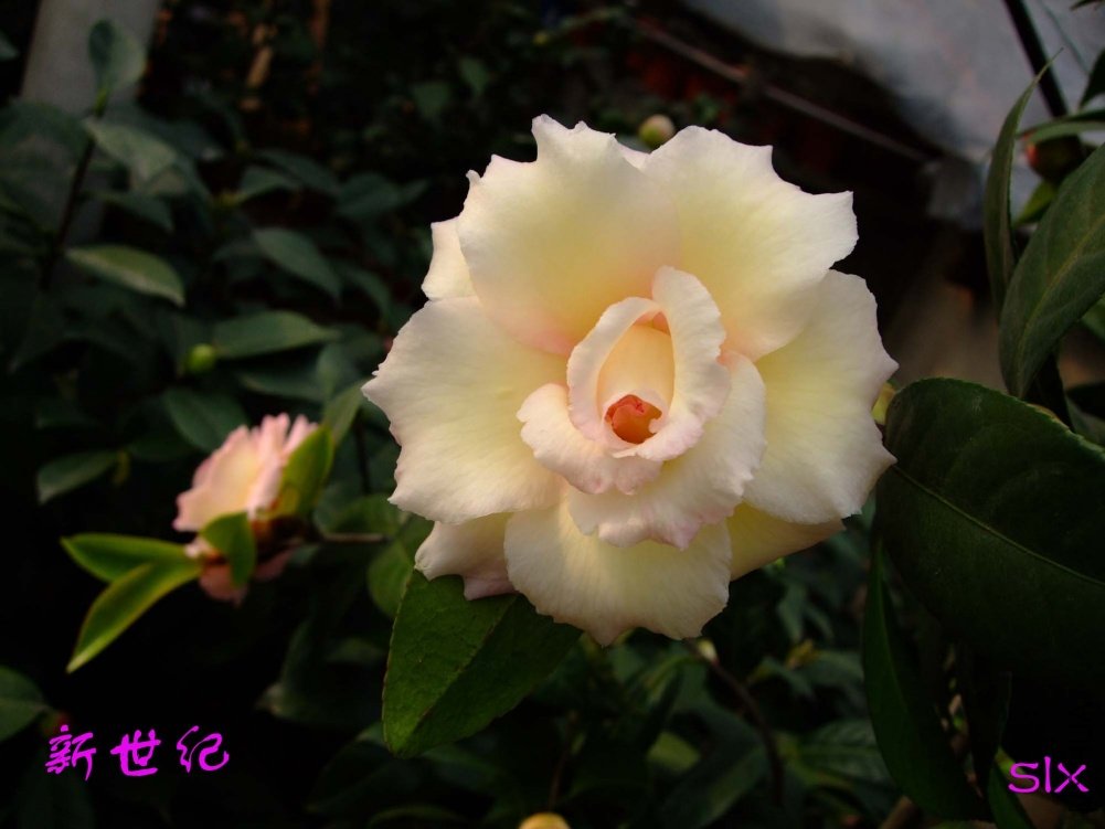 ������11-2-27f (1).jpg