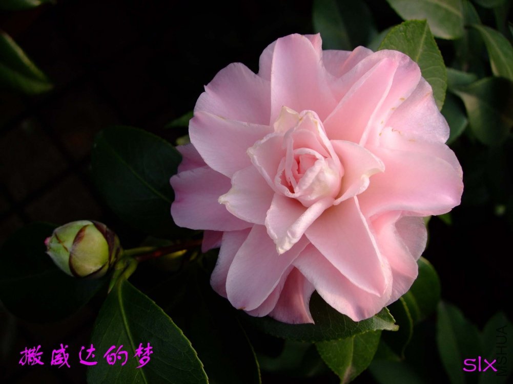 ����11-2-27f (18)1.jpg