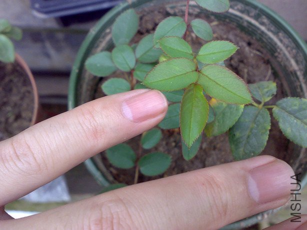 20110228639_1.jpg