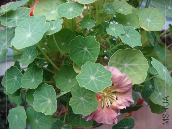 �����������ȿ�Ҷ�Ӱ�