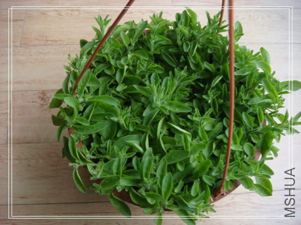 �𻨻�ɫ�ڶ��δ�