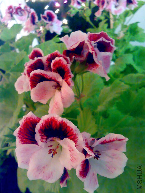 20110222272_����.jpg