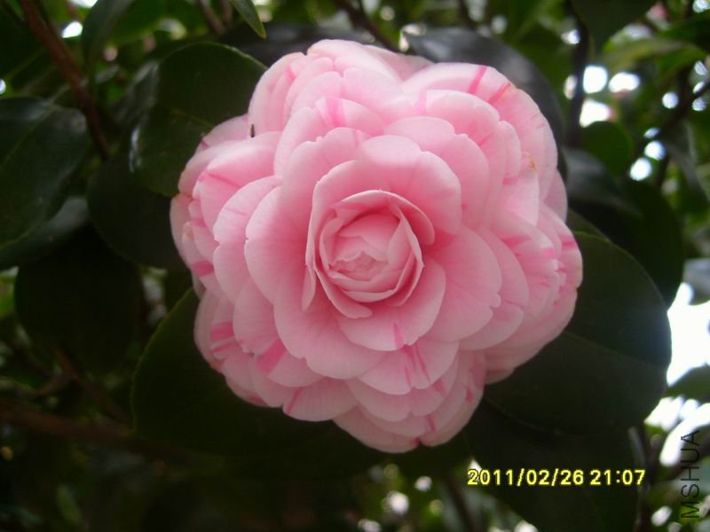 ������С S7002910.JPG