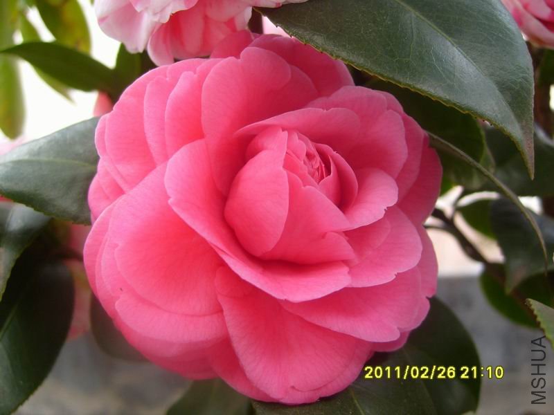������С S7002917.JPG